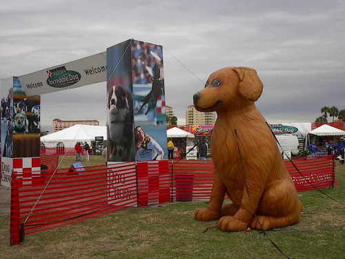 Custom Advertising Balloons golden retriever 12'